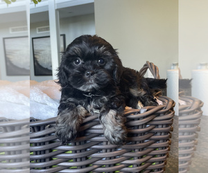 ShihPoo Puppy for sale in FRANKLIN, IN, USA