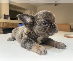 French Bulldog Puppy for sale in CORONA, CA, USA