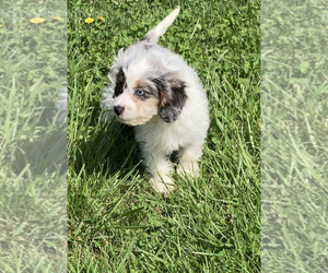 Cavapoo Puppy for sale in BARNESVILLE, KS, USA