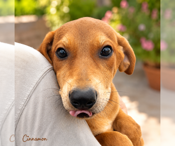 Medium Photo #1 Rhodesian Ridgeback-Unknown Mix Puppy For Sale in Sterling, MA, USA
