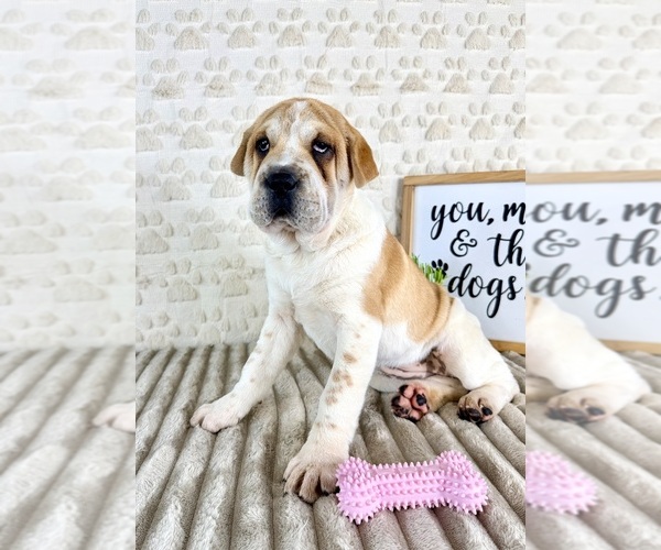 Medium Photo #3 Cocker-Pei Puppy For Sale in GREENFIELD, IN, USA