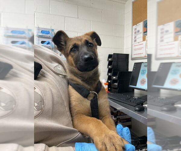 Medium Photo #1 German Shorthaired Pointer Puppy For Sale in San Bernardino, CA, USA