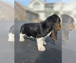 Small Photo #14 Basset Hound Puppy For Sale in GREENLEAF, WI, USA