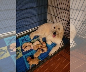 Mother of the Goldendoodle puppies born on 06/20/2023