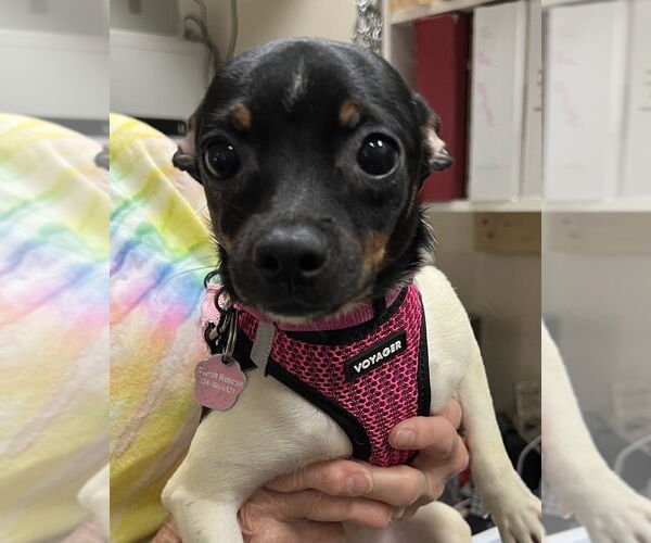 Medium Photo #2 Rat-Cha Puppy For Sale in Mundelein, IL, USA