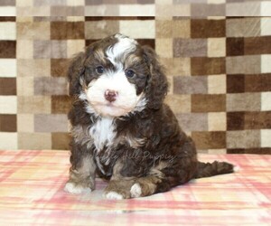 Bernedoodle (Miniature) Puppy for sale in DENVER, PA, USA