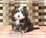 Image preview for Ad Listing. Nickname: Bingo