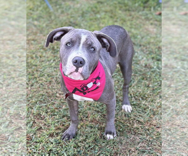 Medium Photo #3 American Pit Bull Terrier-Unknown Mix Puppy For Sale in Spring Lake, NJ, USA