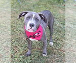 Small #2 American Pit Bull Terrier Mix
