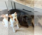 Small #5 American Pit Bull Terrier Mix
