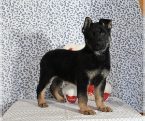 German Shepherd Dog Puppy for sale in MILLERSBURG, OH, USA