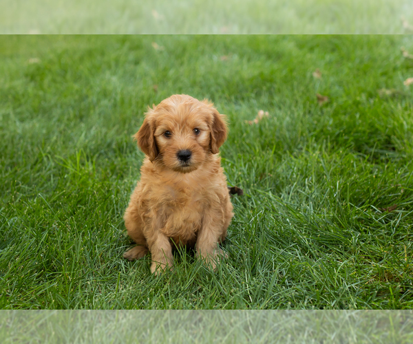 Medium Photo #15 Goldendoodle-Poodle (Miniature) Mix Puppy For Sale in NAPPANEE, IN, USA
