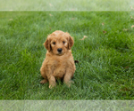 Small #14 Goldendoodle-Poodle (Miniature) Mix