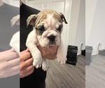 Puppy Priscilla English Bulldog