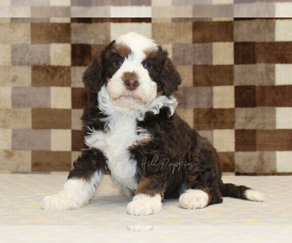 Medium Photo #4 Bernedoodle (Miniature) Puppy For Sale in DENVER, PA, USA