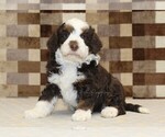 Small #3 Bernedoodle (Miniature)