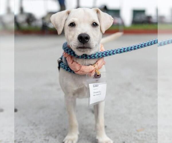 Medium Photo #7 Chug Puppy For Sale in San Diego, CA, USA