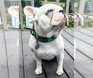 Father of the French Bulldog puppies born on 05/01/2026