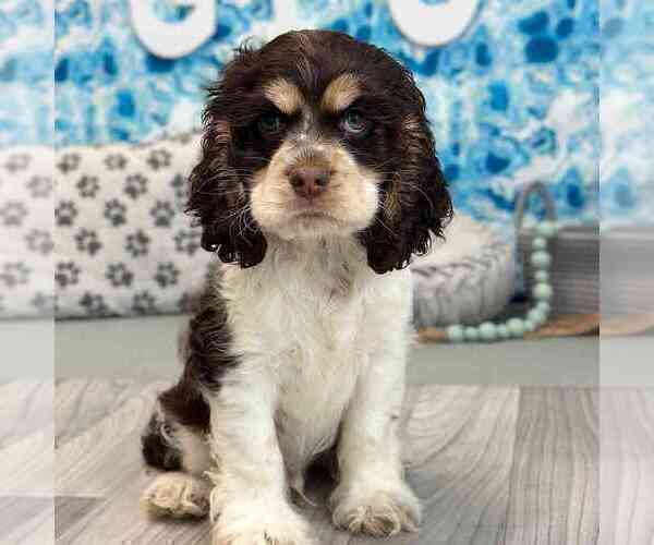 Medium Photo #1 Cocker Spaniel Puppy For Sale in MARIETTA, GA, USA