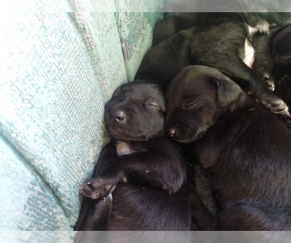 Medium Photo #6 Belgian Malinois-German Shorthaired Pointer Mix Puppy For Sale in SALINAS, CA, USA