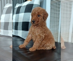 Poodle (Standard) Puppy for sale in ROGERSVILLE, AL, USA