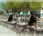Small #4 American Staffordshire Terrier-Pointer Mix