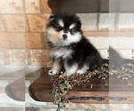 Small Photo #8 Pomsky Puppy For Sale in STAPLES, MN, USA