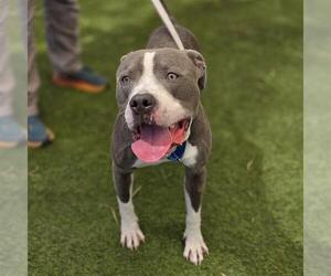 Mutt Dogs for adoption in Las Vegas, NV, USA