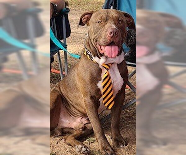 Medium Photo #4 American Pit Bull Terrier Puppy For Sale in Shreveport, LA, USA