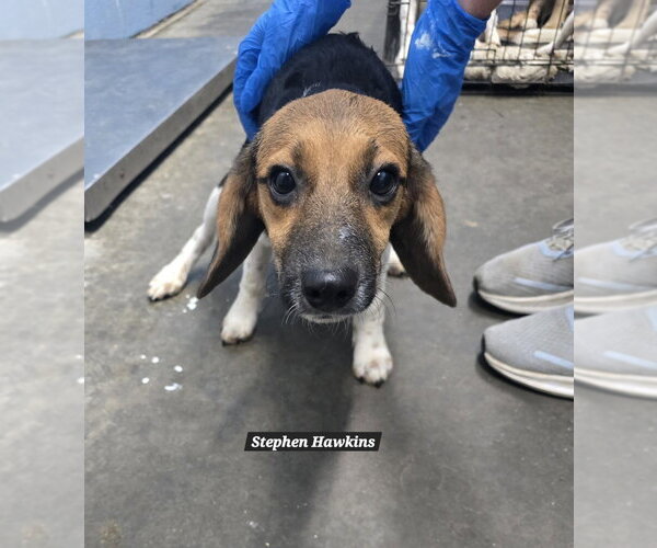 Medium Photo #1 Beagle-German Shepherd Dog Mix Puppy For Sale in Evansville, IN, USA