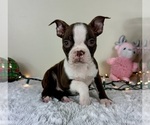 Small #1 Boston Terrier