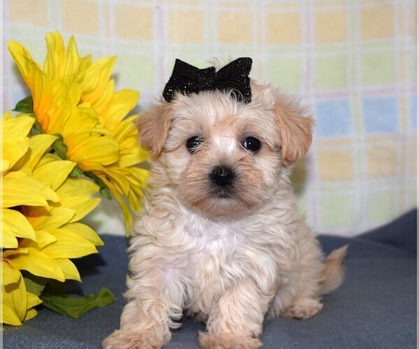 Medium Photo #1 Morkie Puppy For Sale in BARNESVILLE, KS, USA