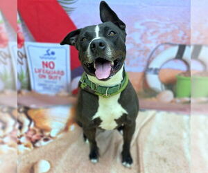 American Staffordshire Terrier-Unknown Mix Dogs for adoption in Long Beach, CA, USA