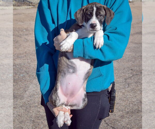 Medium Photo #4 Boxer-Plott Hound Mix Puppy For Sale in Huntley, IL, USA