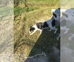 Small Photo #5 Australian Shepherd-Red Heeler Mix Puppy For Sale in Stover, MO, USA