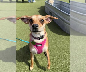 Chihuahua-Whippet Mix Dogs for adoption in Bellevue, WA, USA