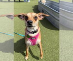Small Chihuahua-Whippet Mix