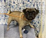 Small Pug
