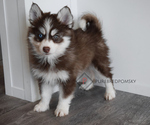 Small Photo #1 Pomsky Puppy For Sale in KANSAS CITY, MO, USA