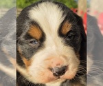 Small #1 Bernese Mountain Dog