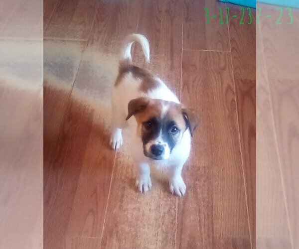 Medium Photo #23 Mutt Puppy For Sale in Apple Valley, CA, USA