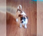 Small #22 Mutt