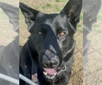 Small Photo #1 German Shepherd Dog Puppy For Sale in WACO, TX, USA