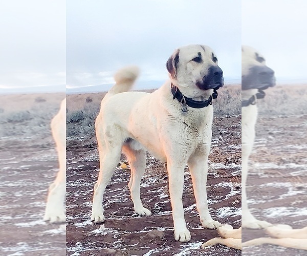 Medium Photo #6 Kangal Dog Puppy For Sale in SILVER LAKE, OR, USA