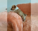 Small #2 Pembroke Welsh Corgi