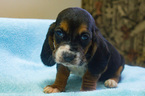Small Photo #6 Basset Hound Puppy For Sale in ALFORD, IN, USA