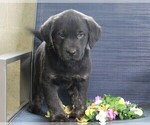 Small Photo #2 Golden Labrador Puppy For Sale in FREDERICKSBURG, OH, USA