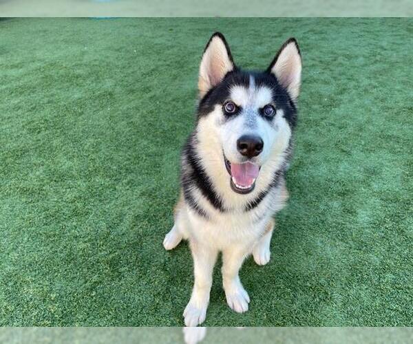 Medium Photo #1 Siberian Husky Puppy For Sale in Orange, CA, USA