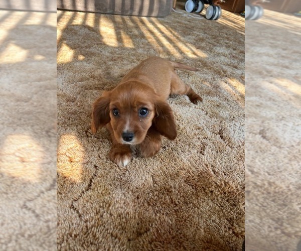 Medium Photo #1 Cavalier King Charles Spaniel Puppy For Sale in WATERTOWN, WI, USA
