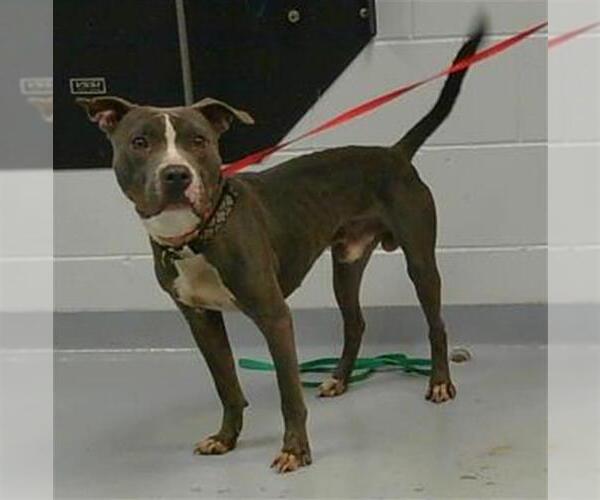 Medium Photo #2 American Pit Bull Terrier Puppy For Sale in St. Cloud, FL, USA